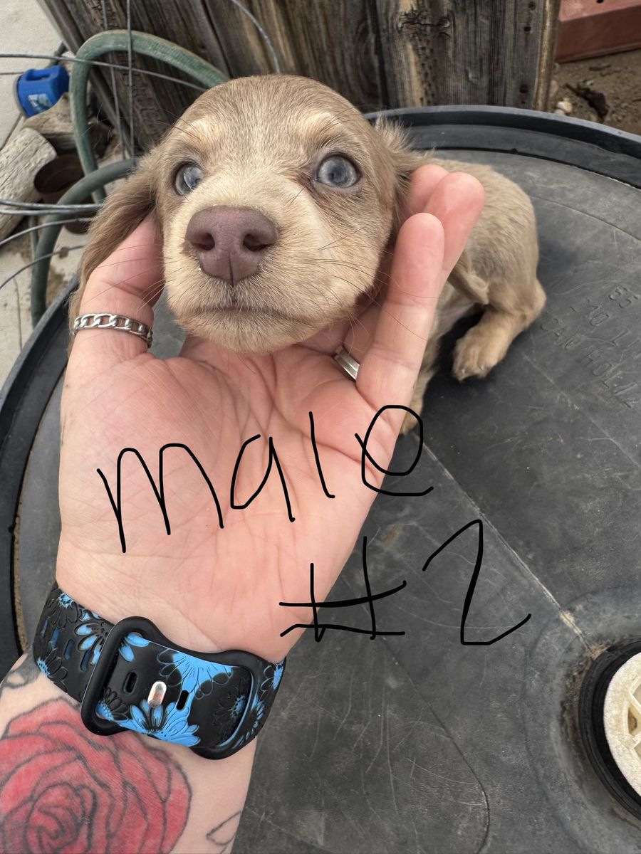 Purebred Longhaired Dachshund