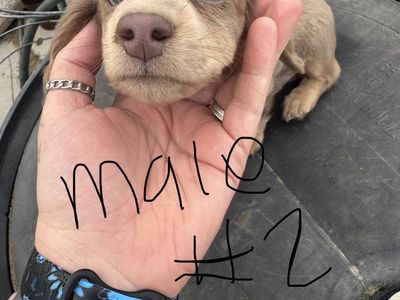 Purebred Longhaired Dachshund