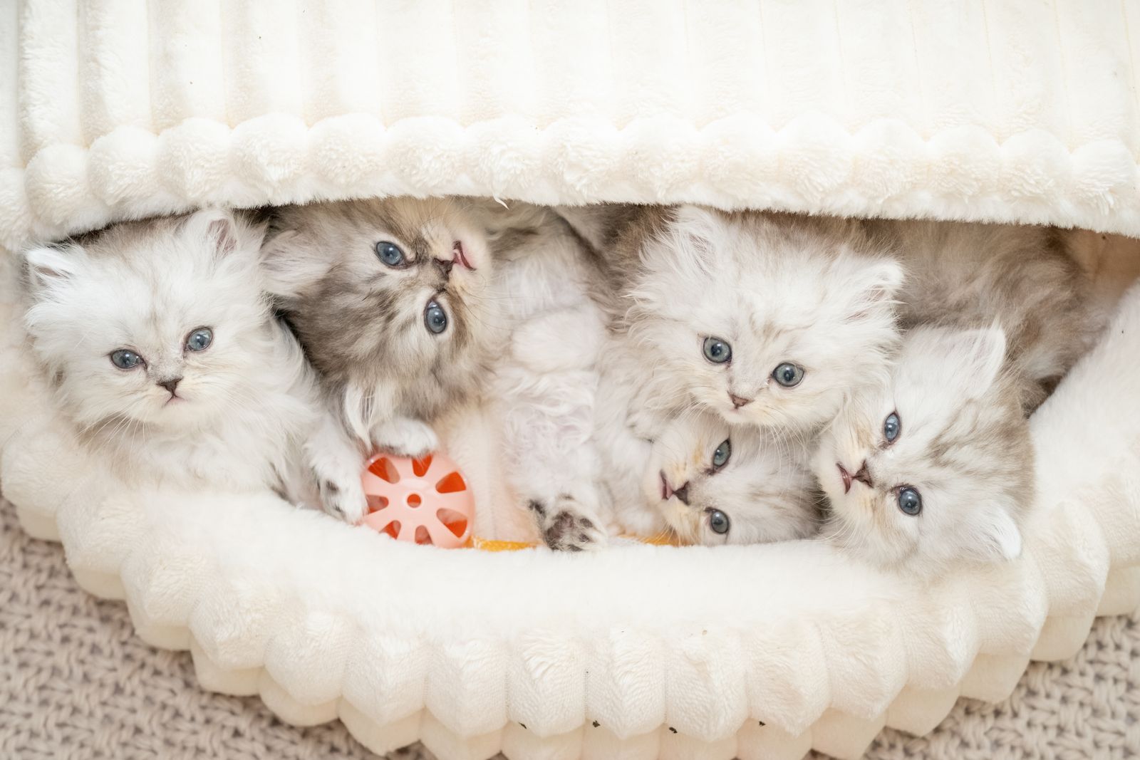 Family-Raised Teacup Persian Doll Face Kitten