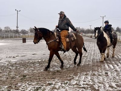 10 yo Grade mare