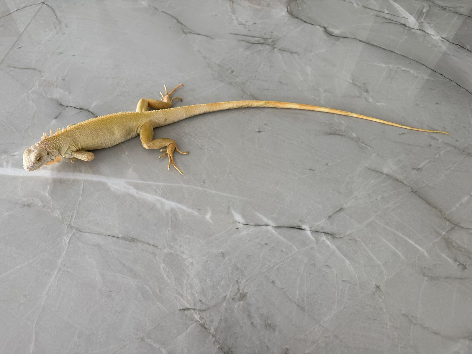 Albino Iguna