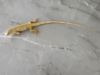 Albino Iguna