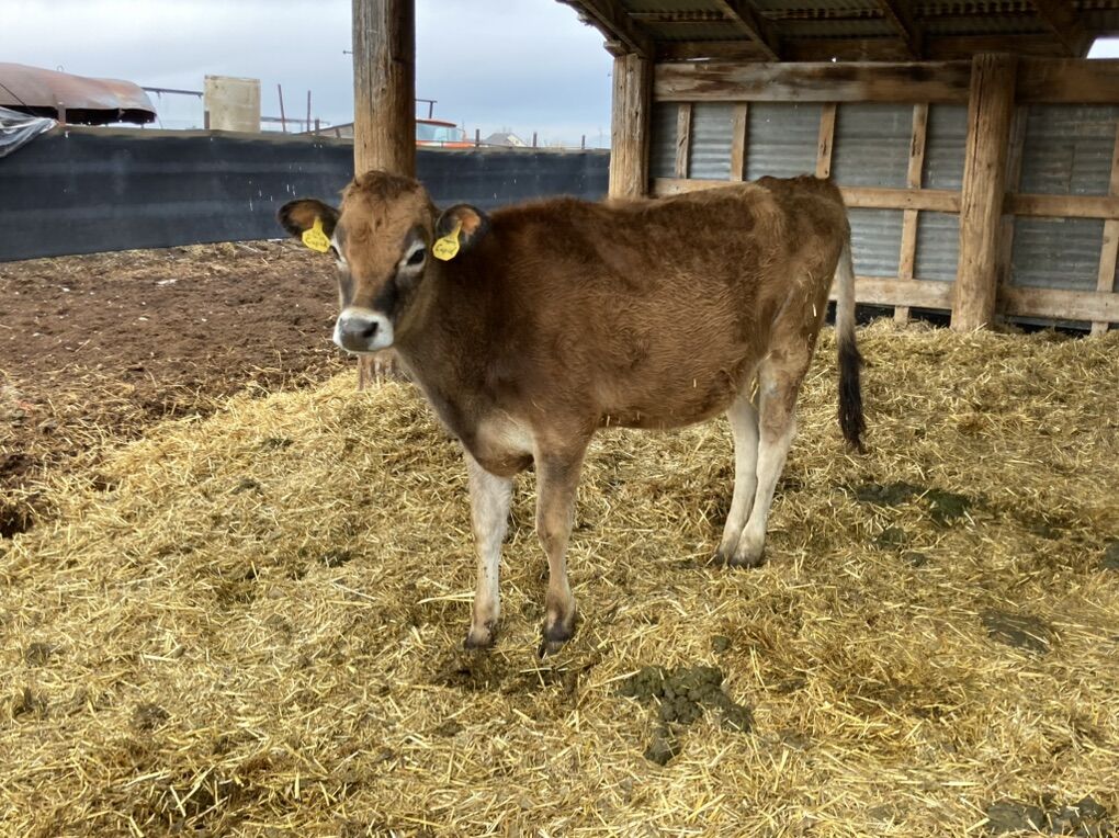 Jersey Heifer 1 Year Old