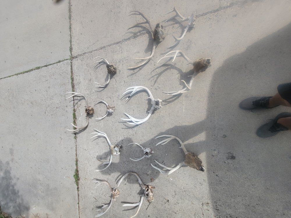 Mule deer skulls