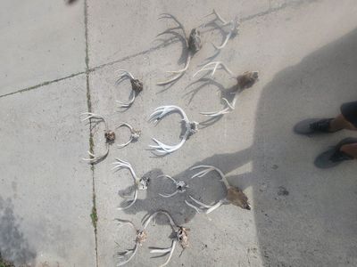 Mule deer skulls