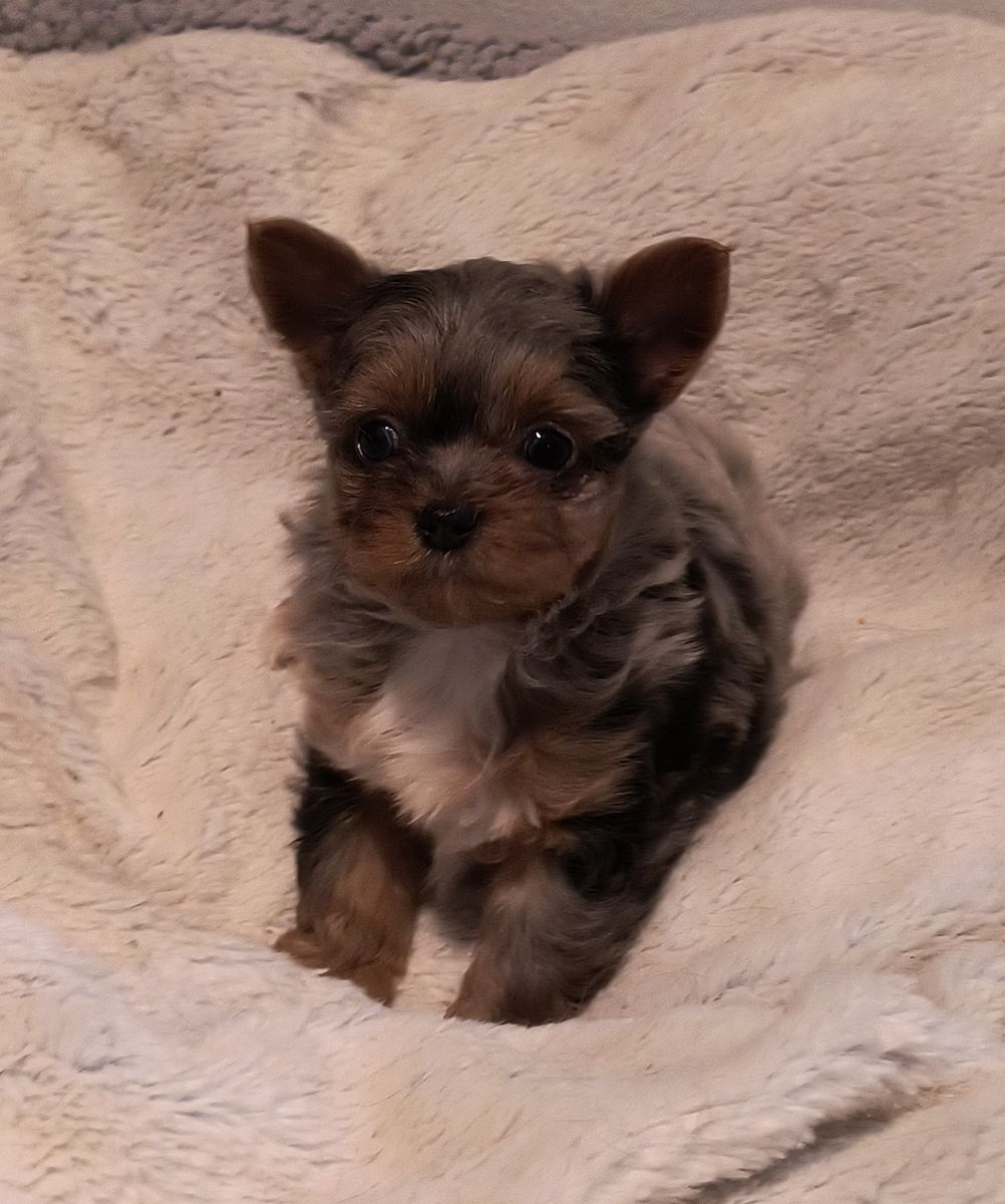 Small and Adorable Designer Yorkie Puppies, 1 blue merle female left!