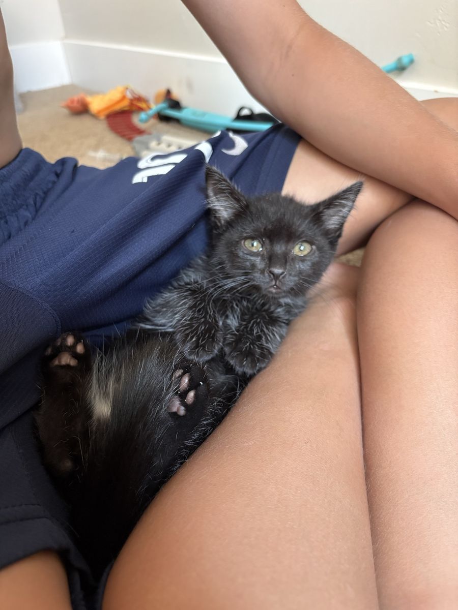 10 week fixed solid black kittens! Pet and children friendly, fixed, vaxed 