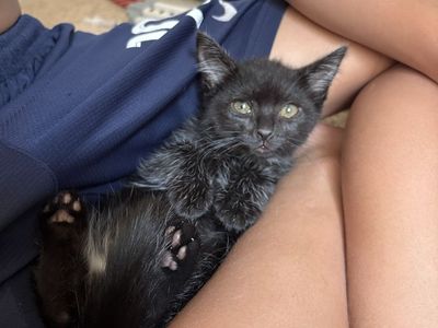 10 week fixed solid black kittens! Pet and children friendly, fixed, vaxed