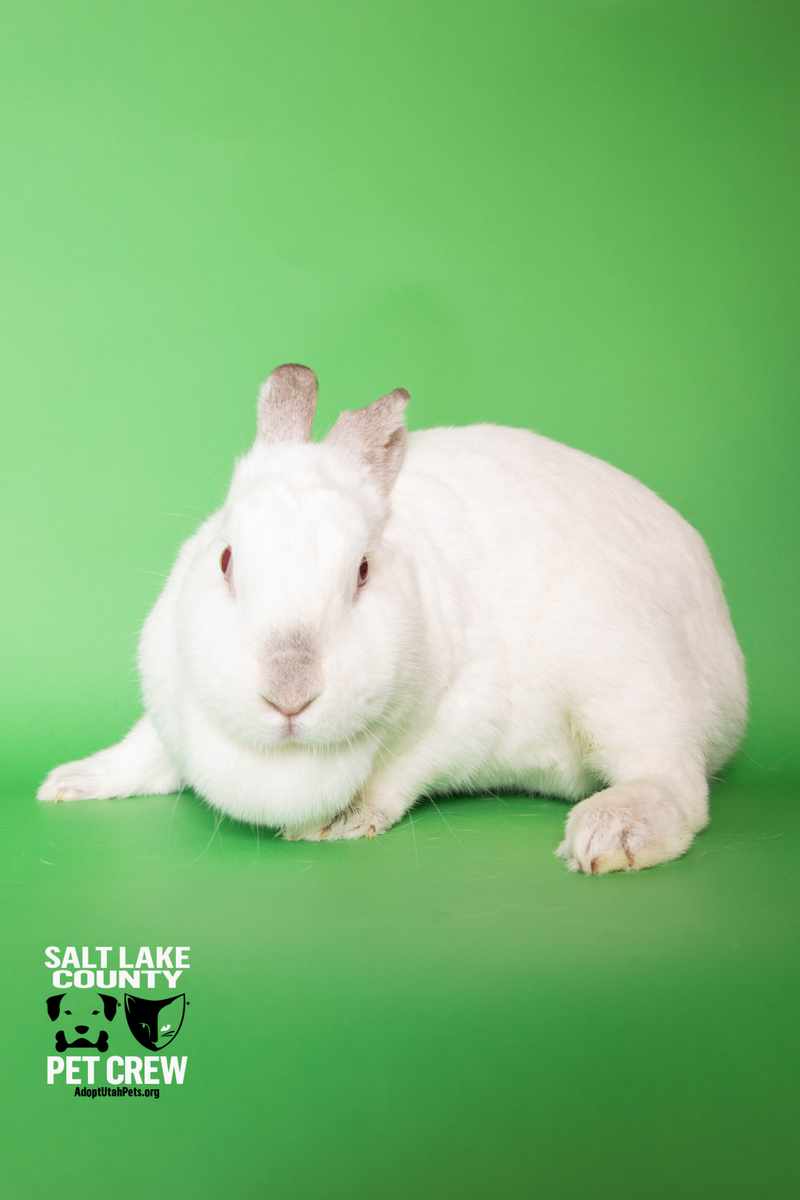 A157547 Clairice is Available for Adoption!