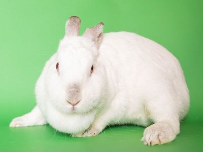 A157547 Clairice is Available for Adoption!