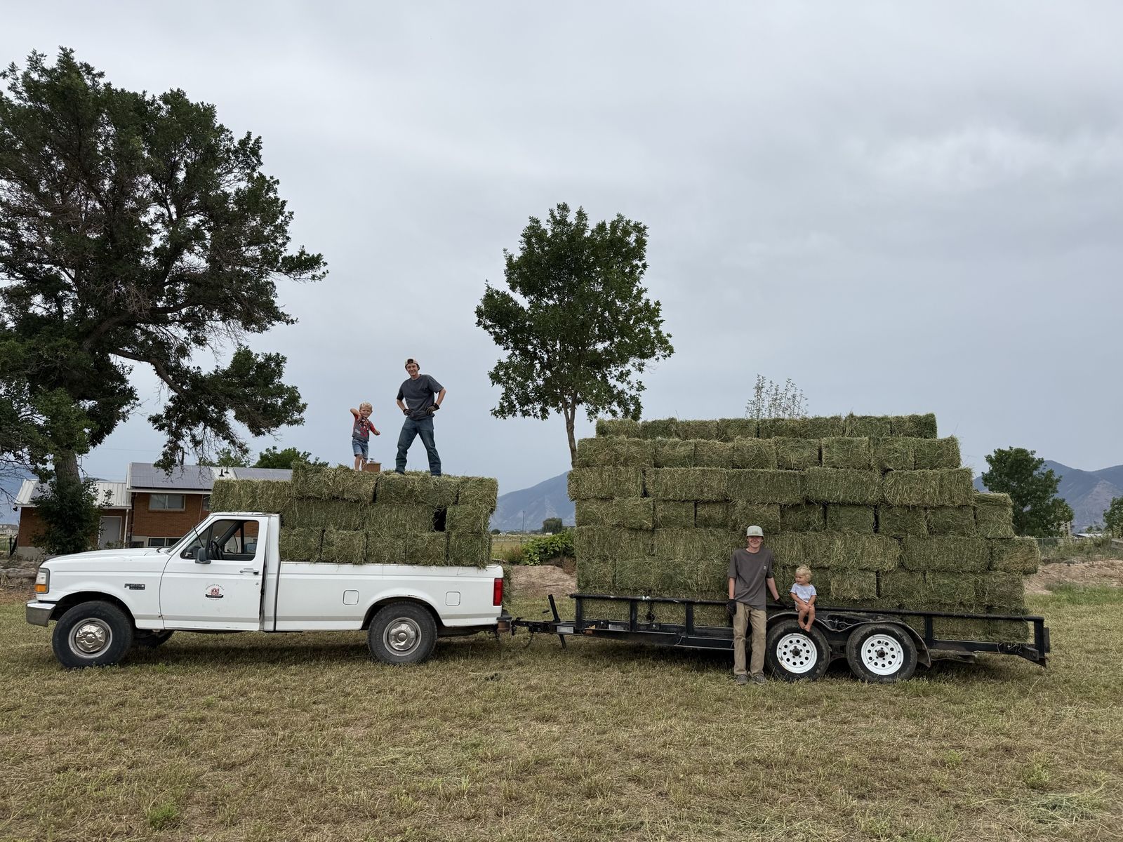Premium clean hay