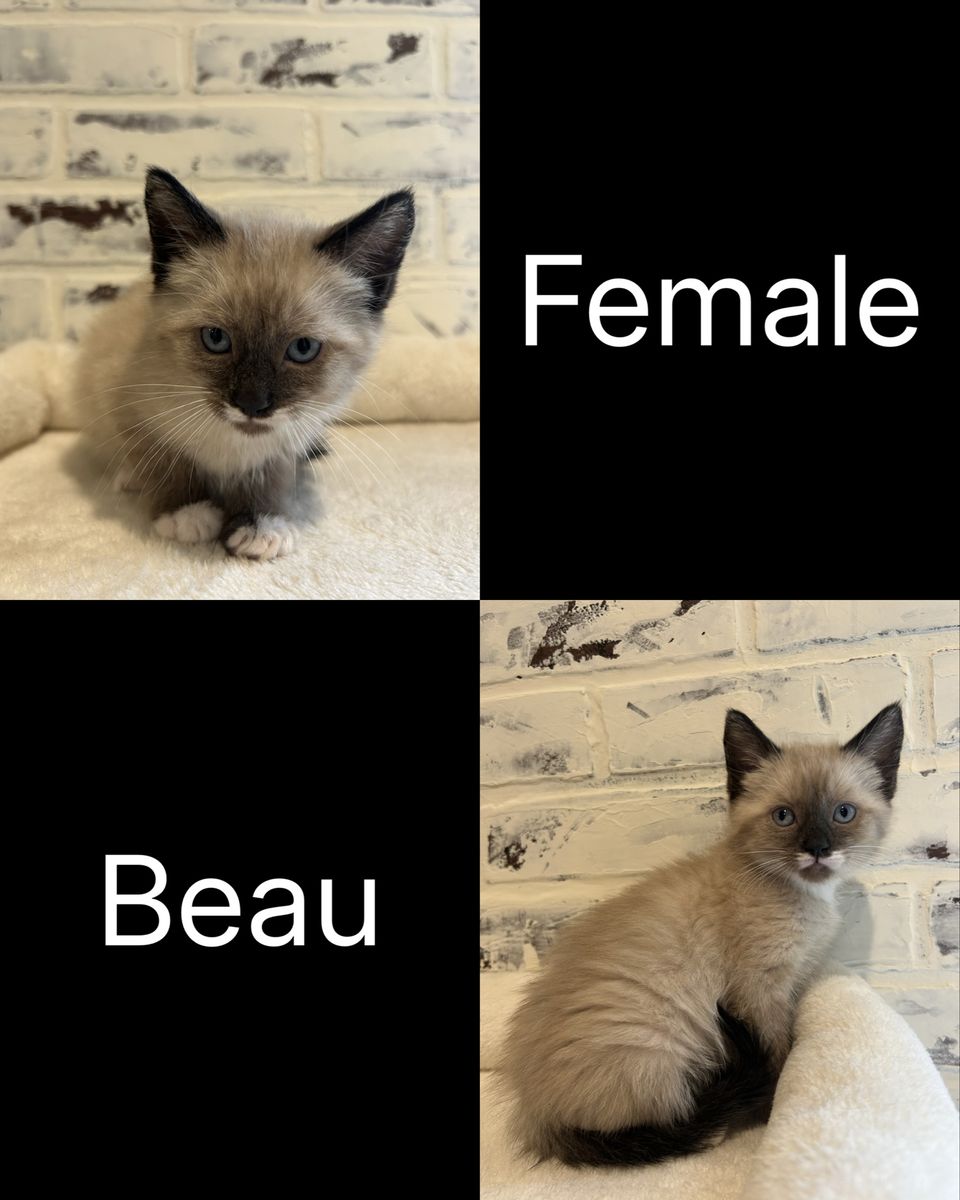Kittens
