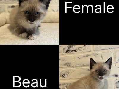 Kittens