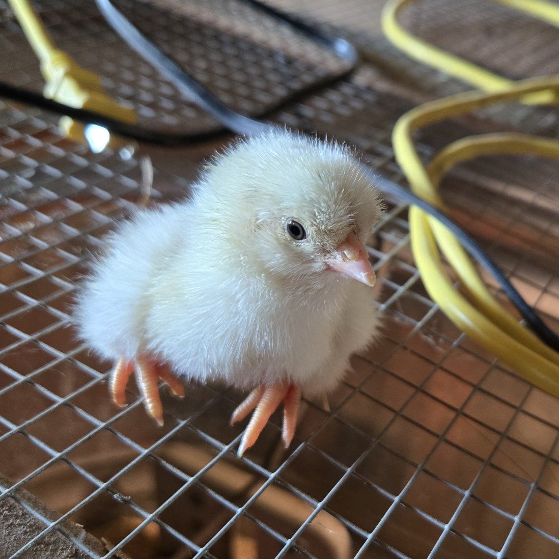 baby chicks