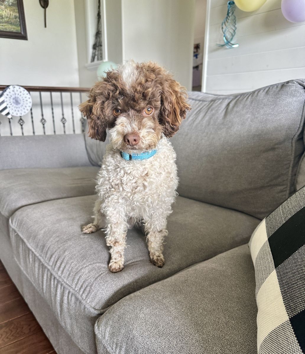 AKC Male Toy Poodle