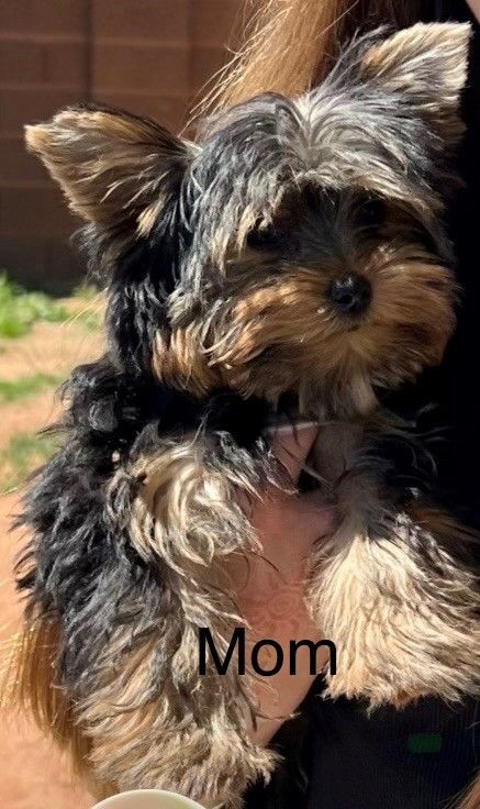 Yorkie Puppies - AKC Registered – 2 Girls, 2 Boys – Ready March 28