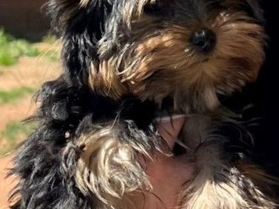 Yorkie Puppies - AKC Registered – 2 Girls, 2 Boys – Ready March 28