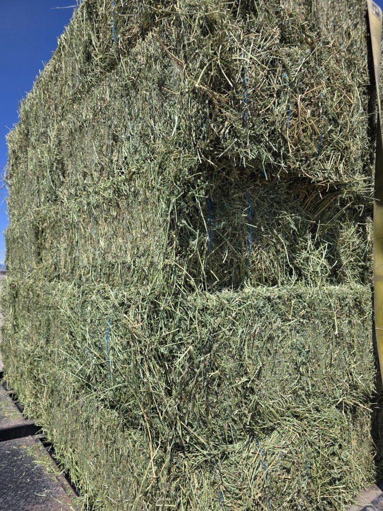 Alfalfa 3 String Bales Horse Hay FREE DELIVERY