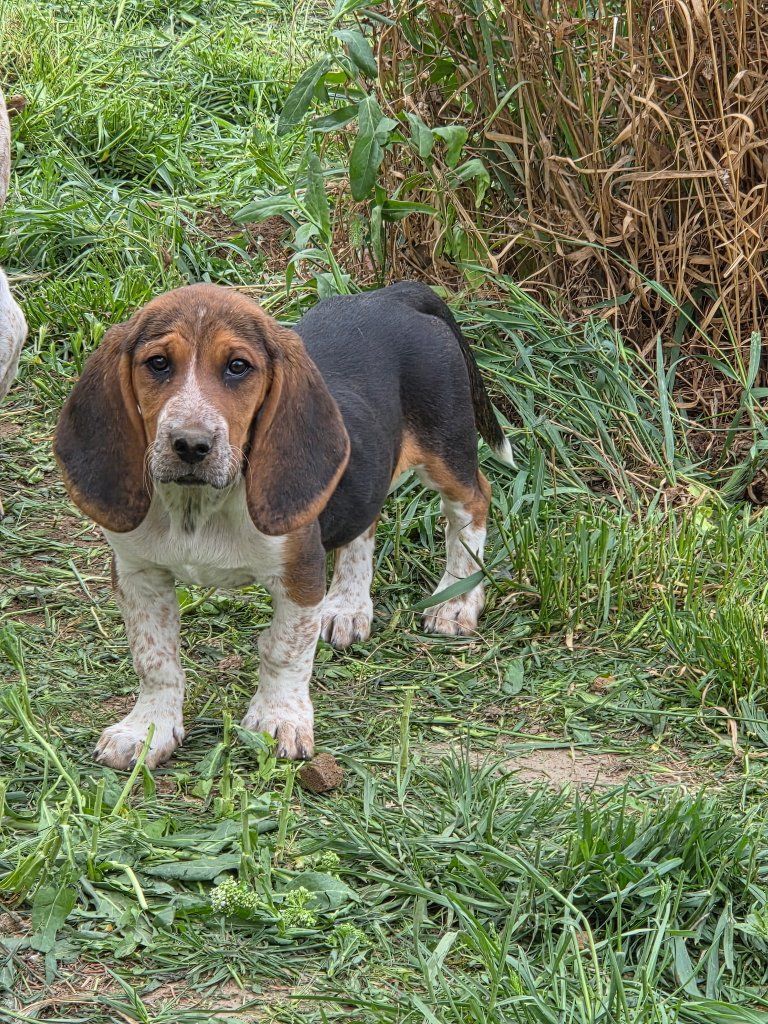 Adorable Basset Hound Mix Puppies Looking for Forever Homes