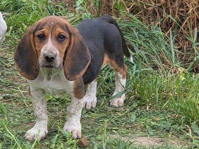 Adorable Basset Hound Mix Puppies Looking for Forever Homes