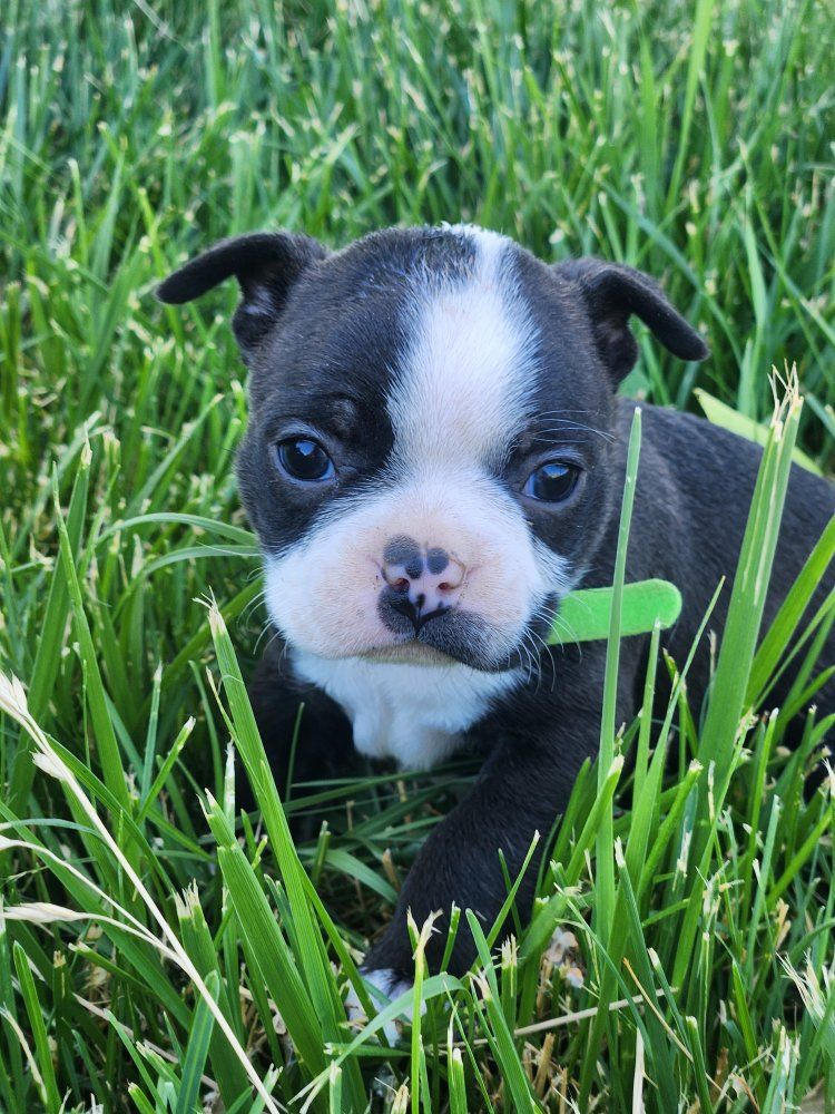 akc registered male boston terrier