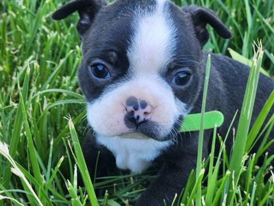 akc registered male boston terrier