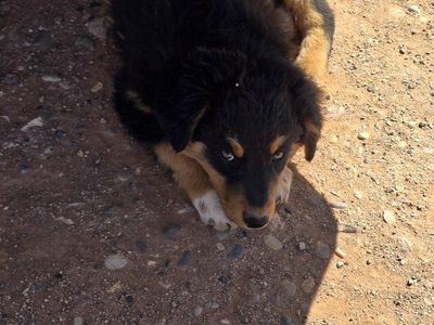 Looking for a Home!