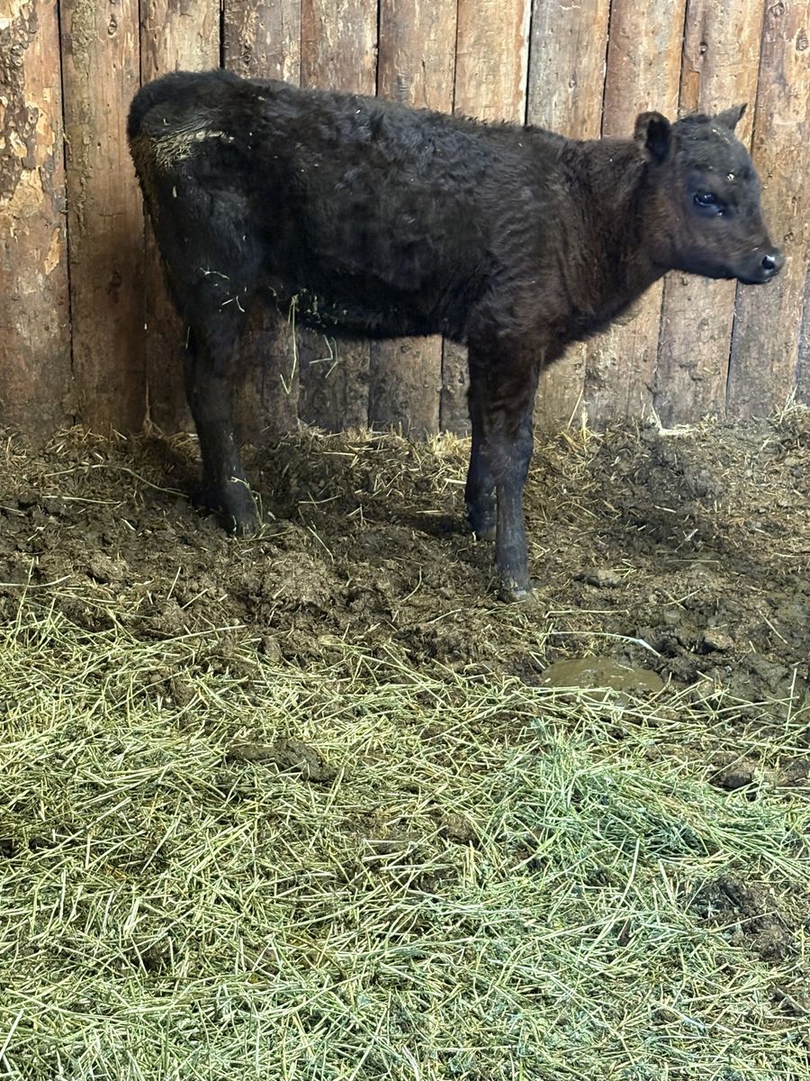 Baby calf