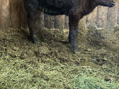 Baby calf