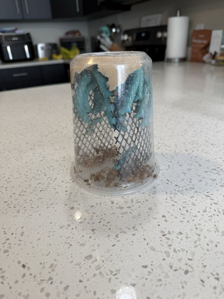 Hornworm Culture - Perfect Live Food for Reptiles & Amphibians
