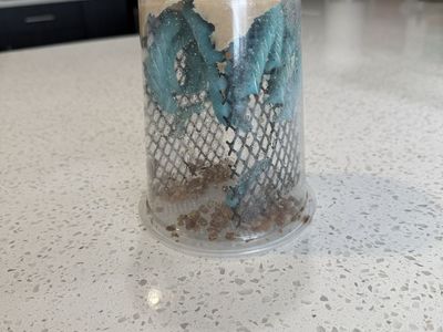 Hornworm Culture - Perfect Live Food for Reptiles & Amphibians