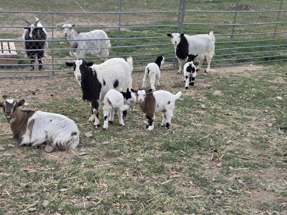 Miniature Silky Fainting Goats
