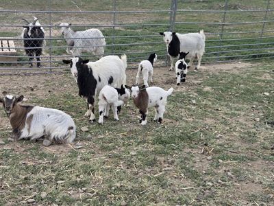 Miniature Silky Fainting Goats