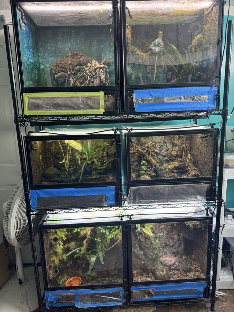 6 Vivarium Rack W/ MistKing and Lights