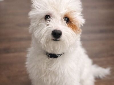 Micro Toy Goldendoodle