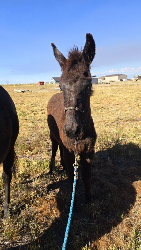 yearling mule