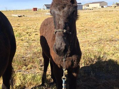 yearling mule