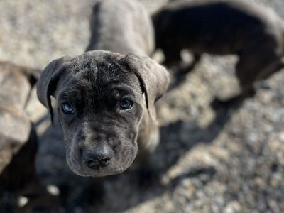 Purebred Blue Cane Corsos AKC/CKC