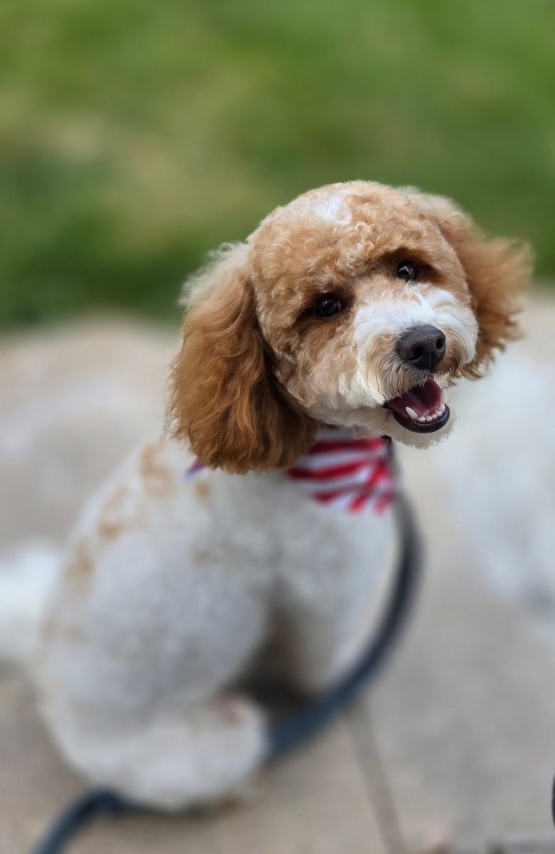 Micro Mini Goldendoodle Female – 15 lbs – Looking for a Loving Home.