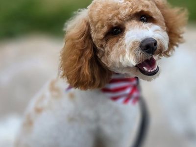 Micro Mini Goldendoodle Female – 15 lbs – Looking for a Loving Home.