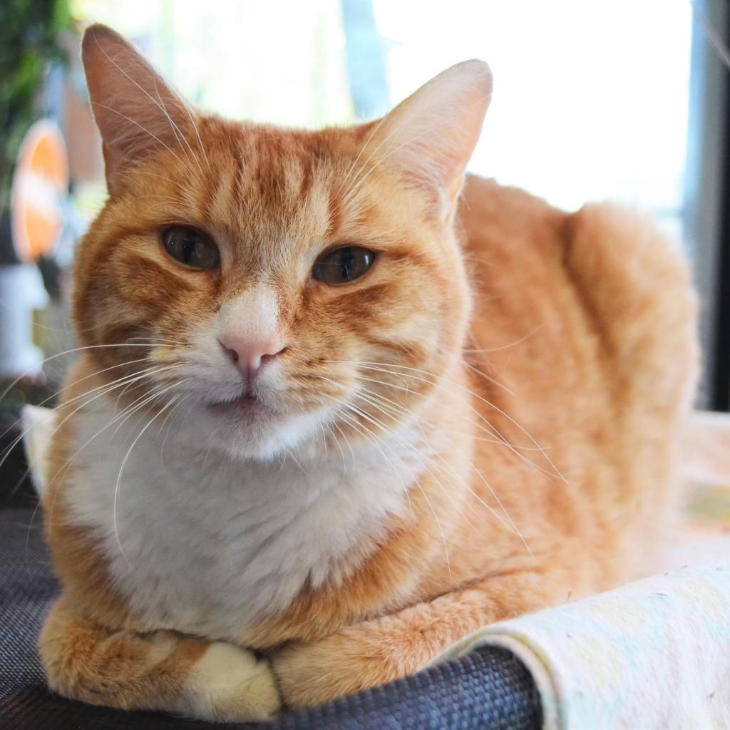 Hello my name is Thomas
