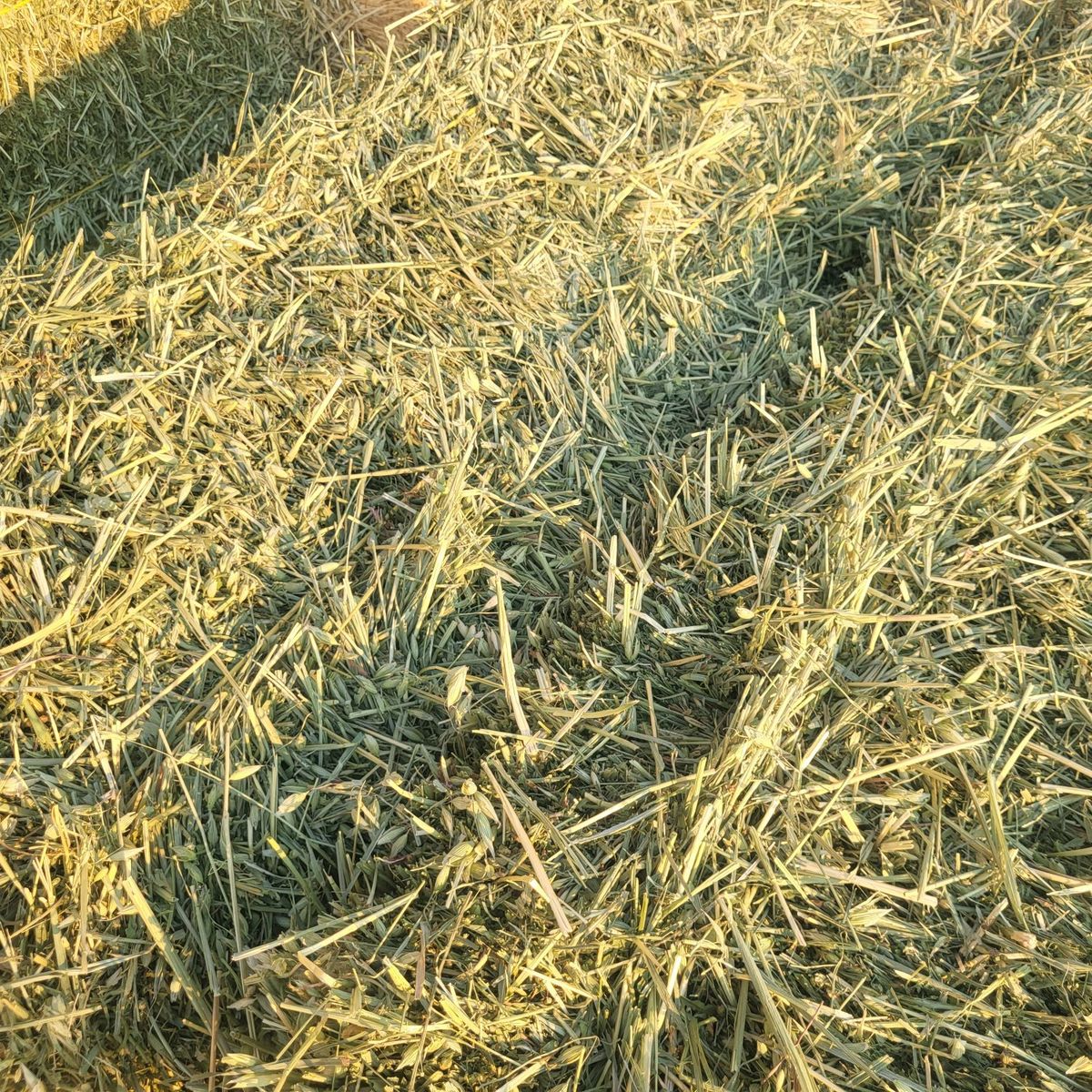 Oat hay,  small bales