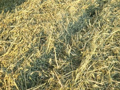 Oat hay, small bales