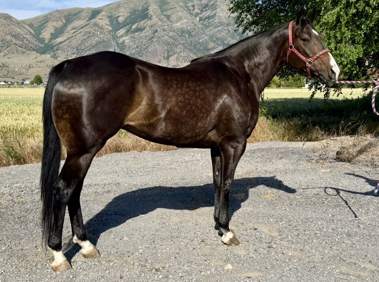 5 yr old gelding by Flay