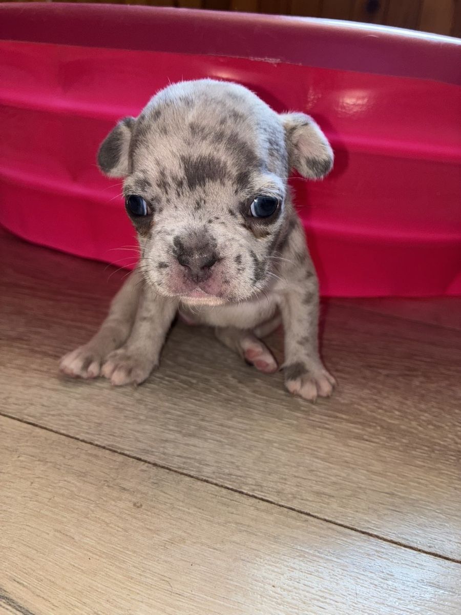 Female French Bulldogs