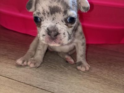 Female French Bulldogs