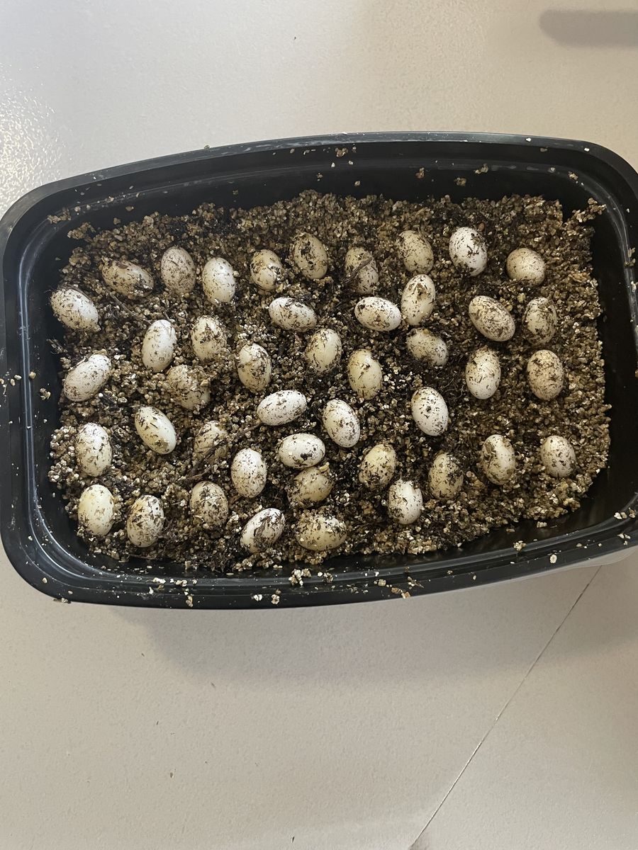 Chameleon Eggs 