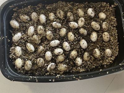 Chameleon Eggs
