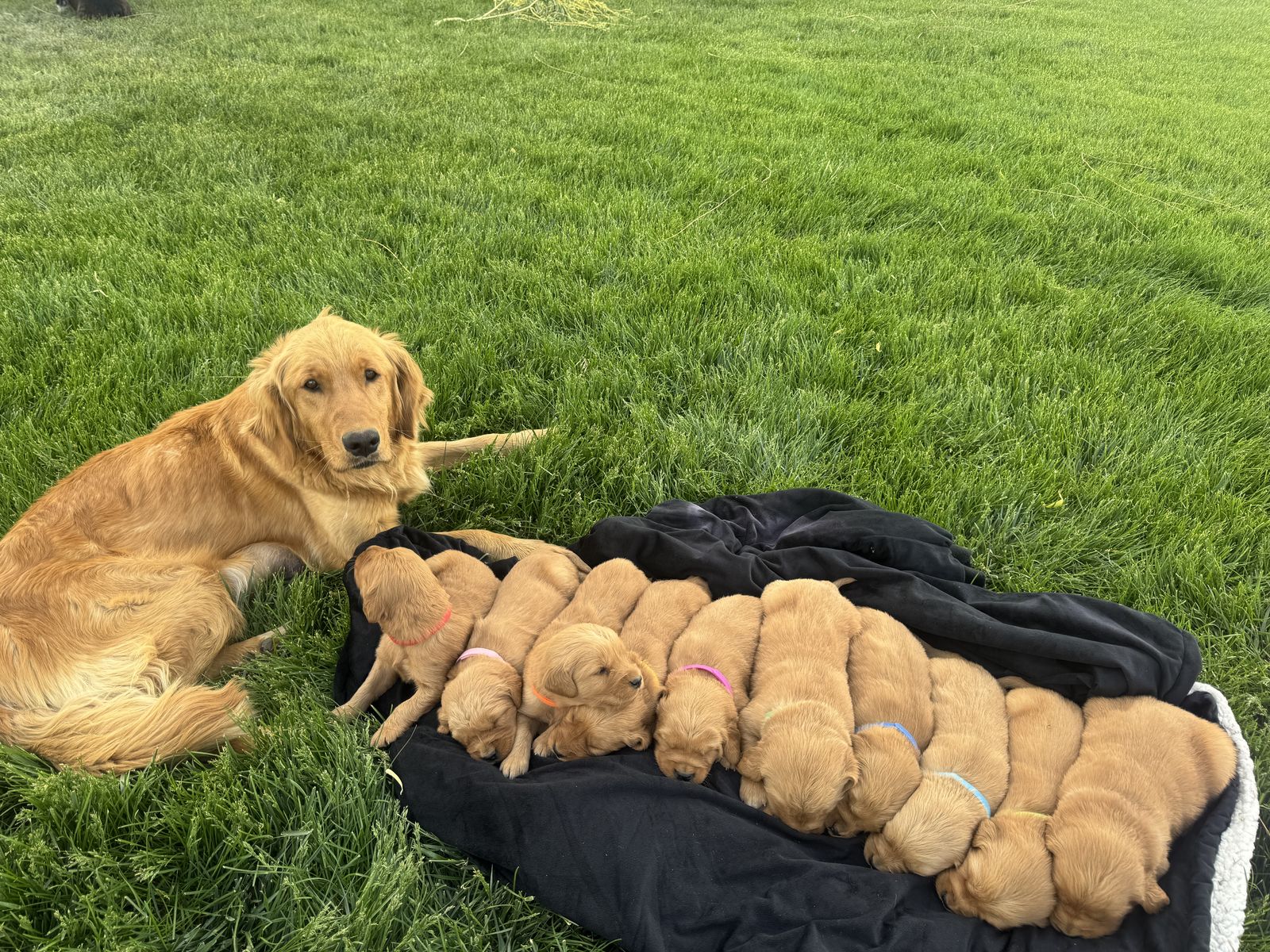 AKC Golden Retriever Puppies