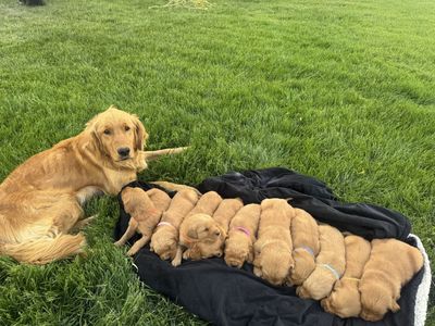 AKC Golden Retriever Puppies